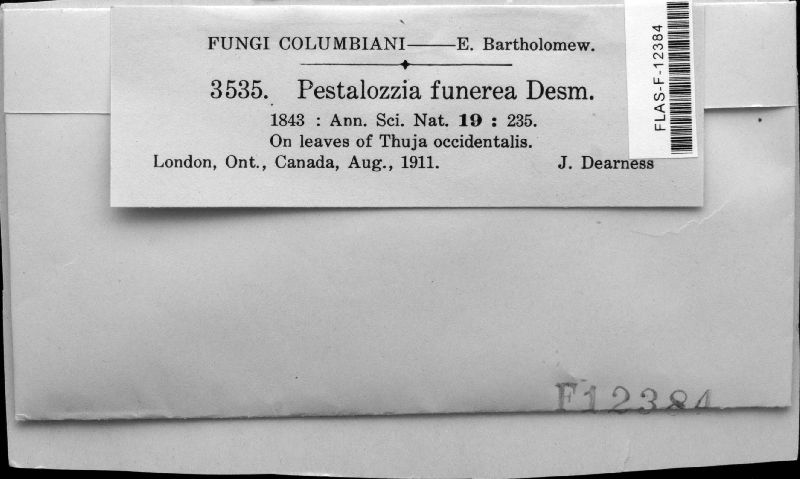 Pestalotia funerea image