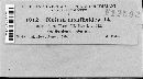 Blumeria graminis image