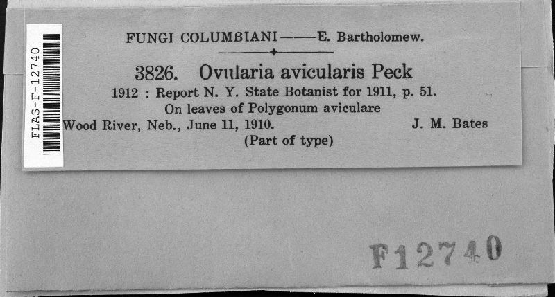 Ovularia avicularis image