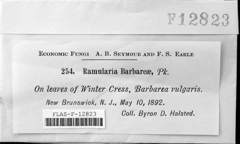 Ramularia barbaraeae image