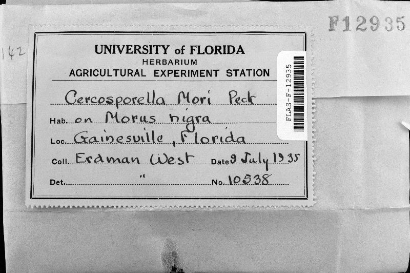 Cercosporella mori image