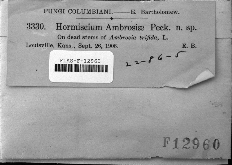 Hormiscium ambrosiae image