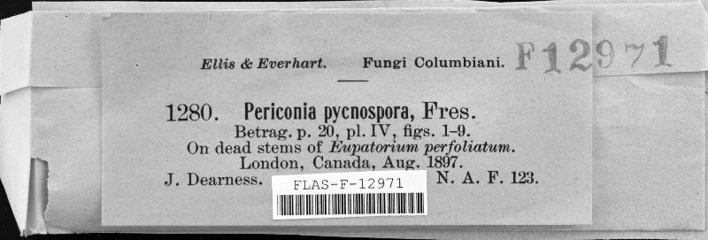 Periconia byssoides image