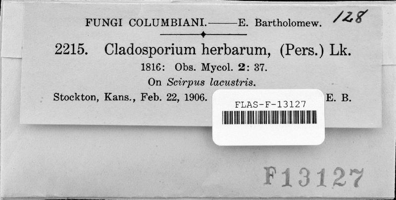 Cladosporium herbarum image