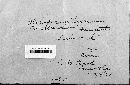 Cladosporium herbarum image