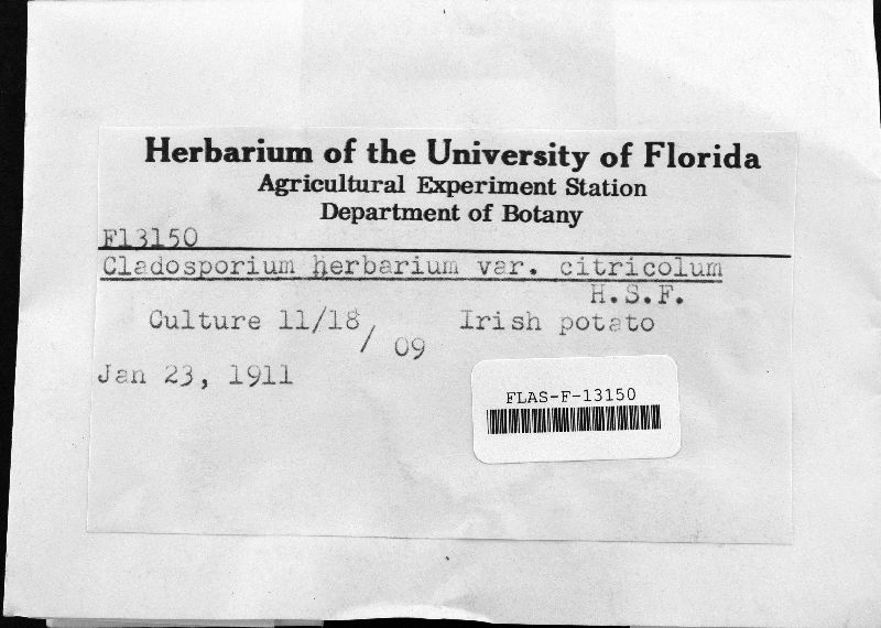 Cladosporium herbarum image