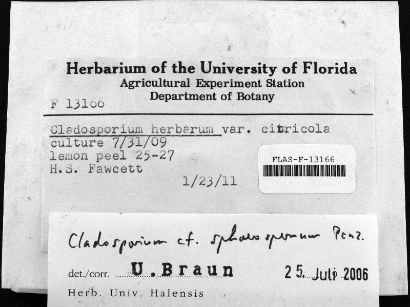Cladosporium herbarum image
