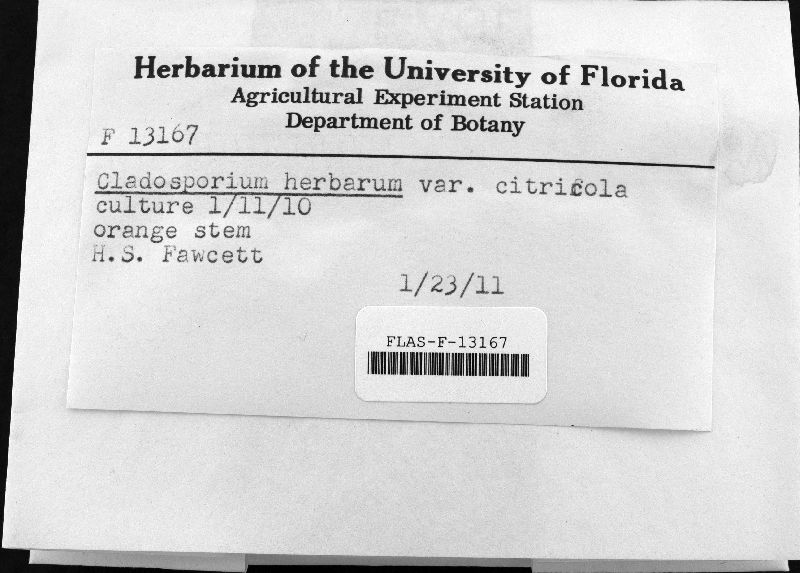 Cladosporium herbarum var. citricola image