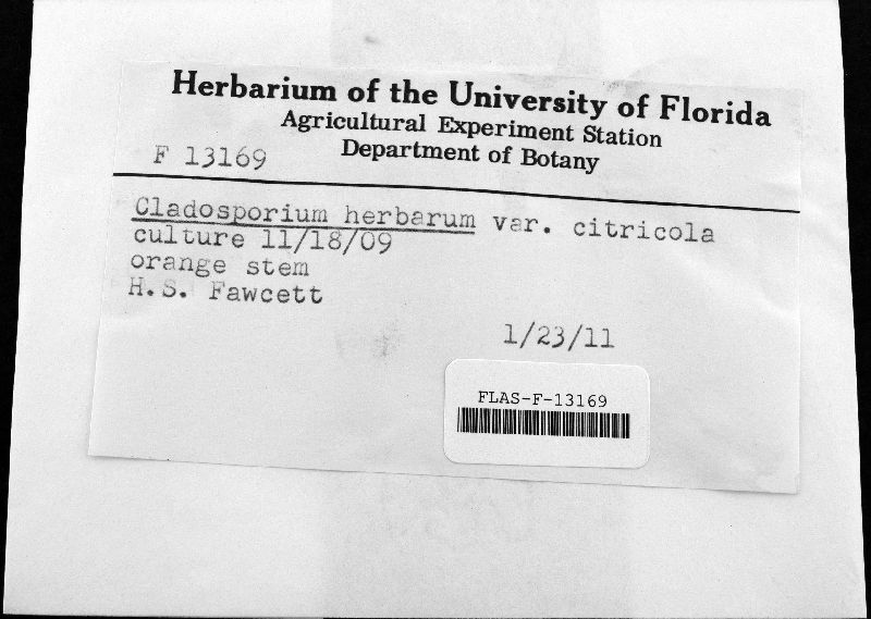 Cladosporium herbarum var. citricola image