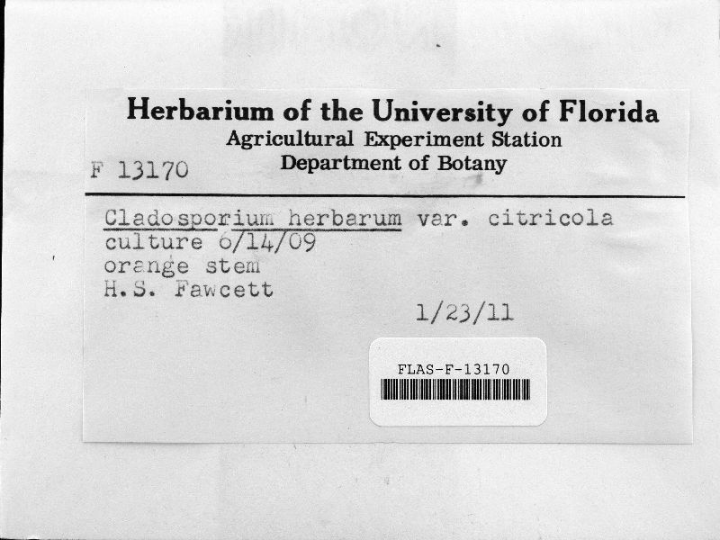 Cladosporium herbarum var. citricola image