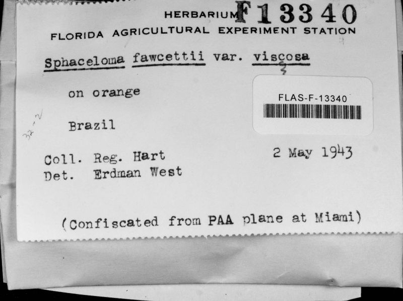 Sphaceloma fawcettii var. viscosa image