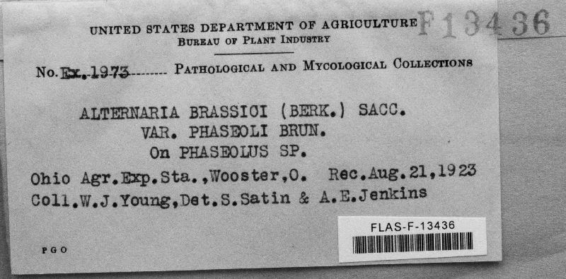 Alternaria brassicae image
