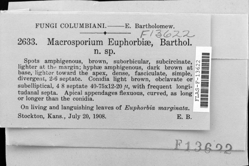 Alternaria euphorbiicola image