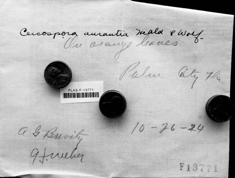 Cercospora aurantia image