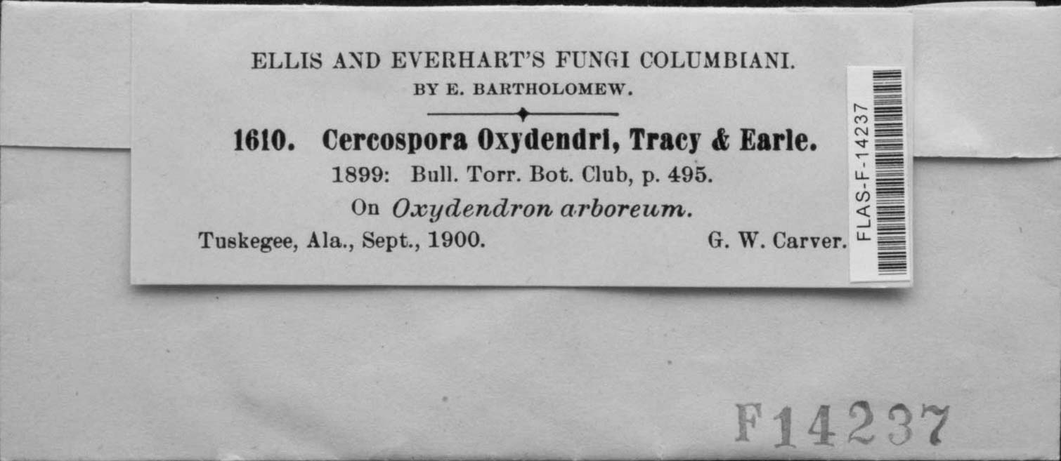 Cercospora oxydendri image