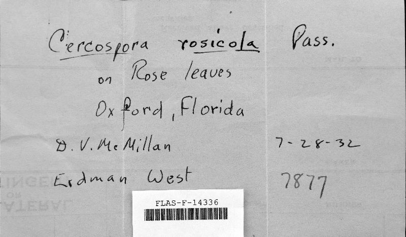 Cercospora rosicola image