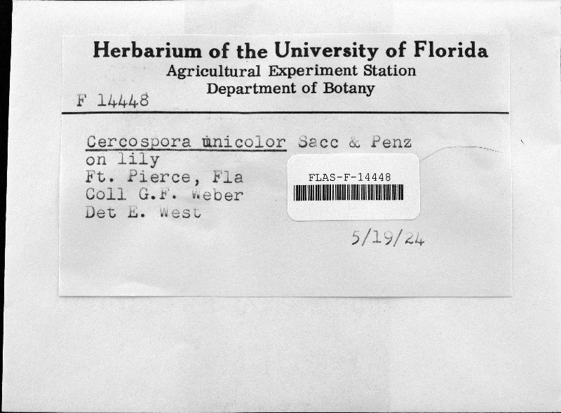 Pseudocercospora unicolor image