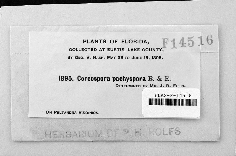 Cercospora pachyspora image