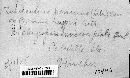 Tuberculina persicina image