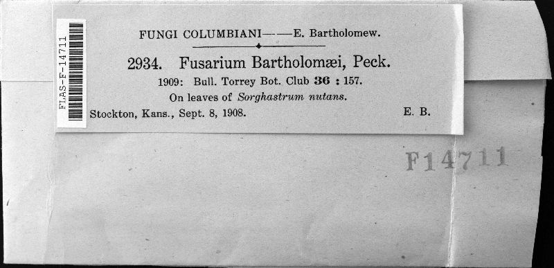 Fusarium bartholomaei image