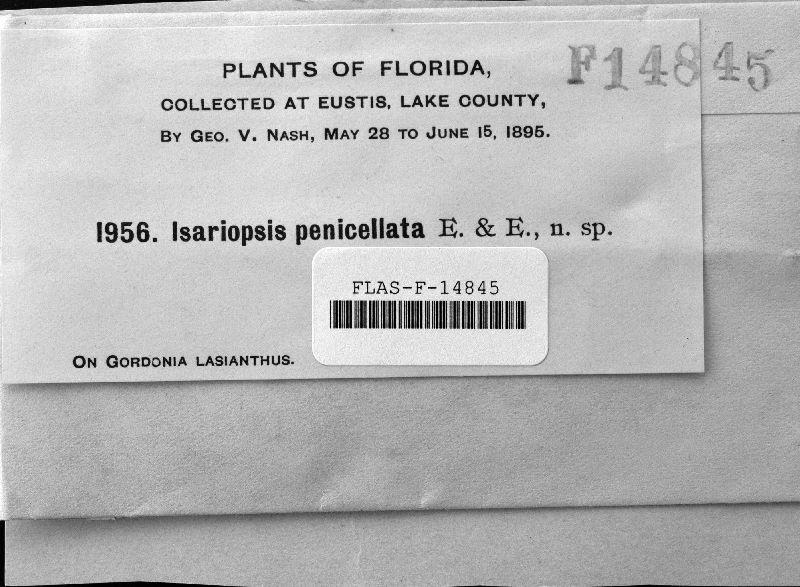 Isariopsis penicillata image