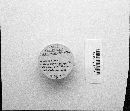 Metatrichia vesparium image