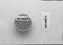 Stemonitis fusca image