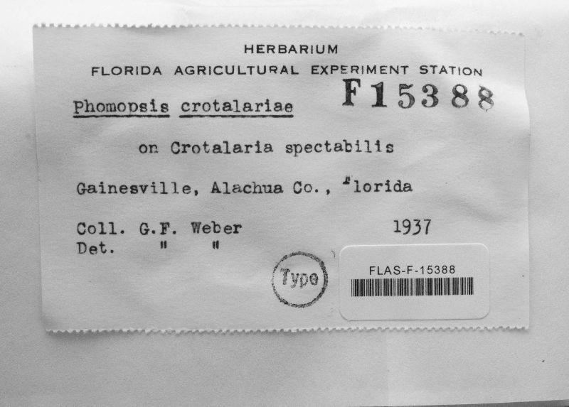 Phomopsis crotalariae image