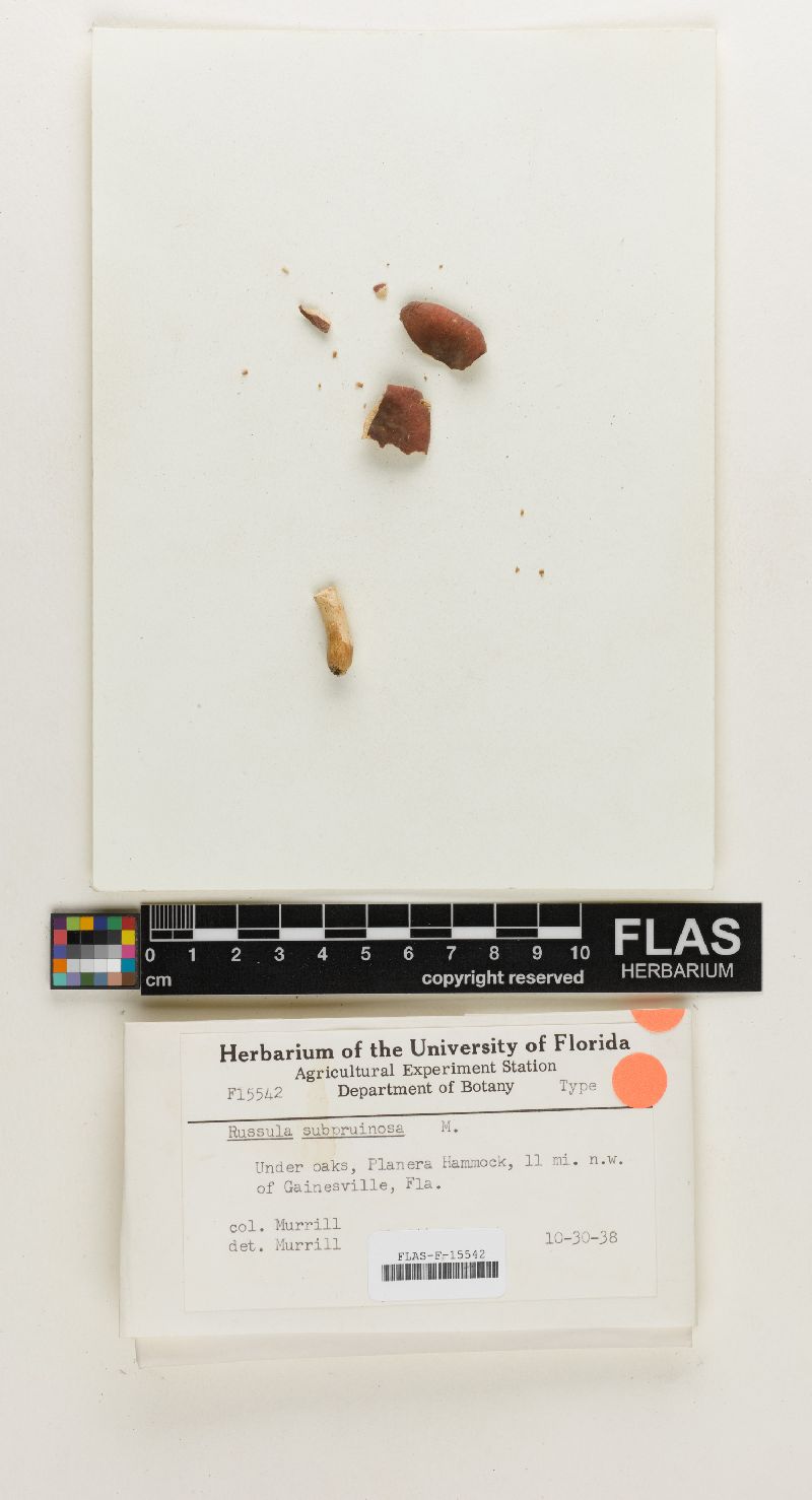 Russula subpruinosa image