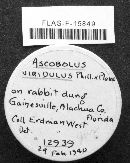 Ascobolus crenulatus image