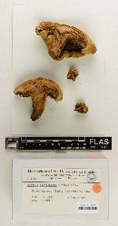 Boletus flavissimus image