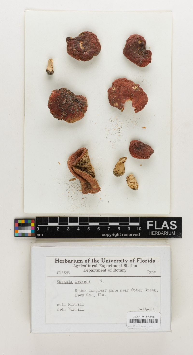 Russula levyana image