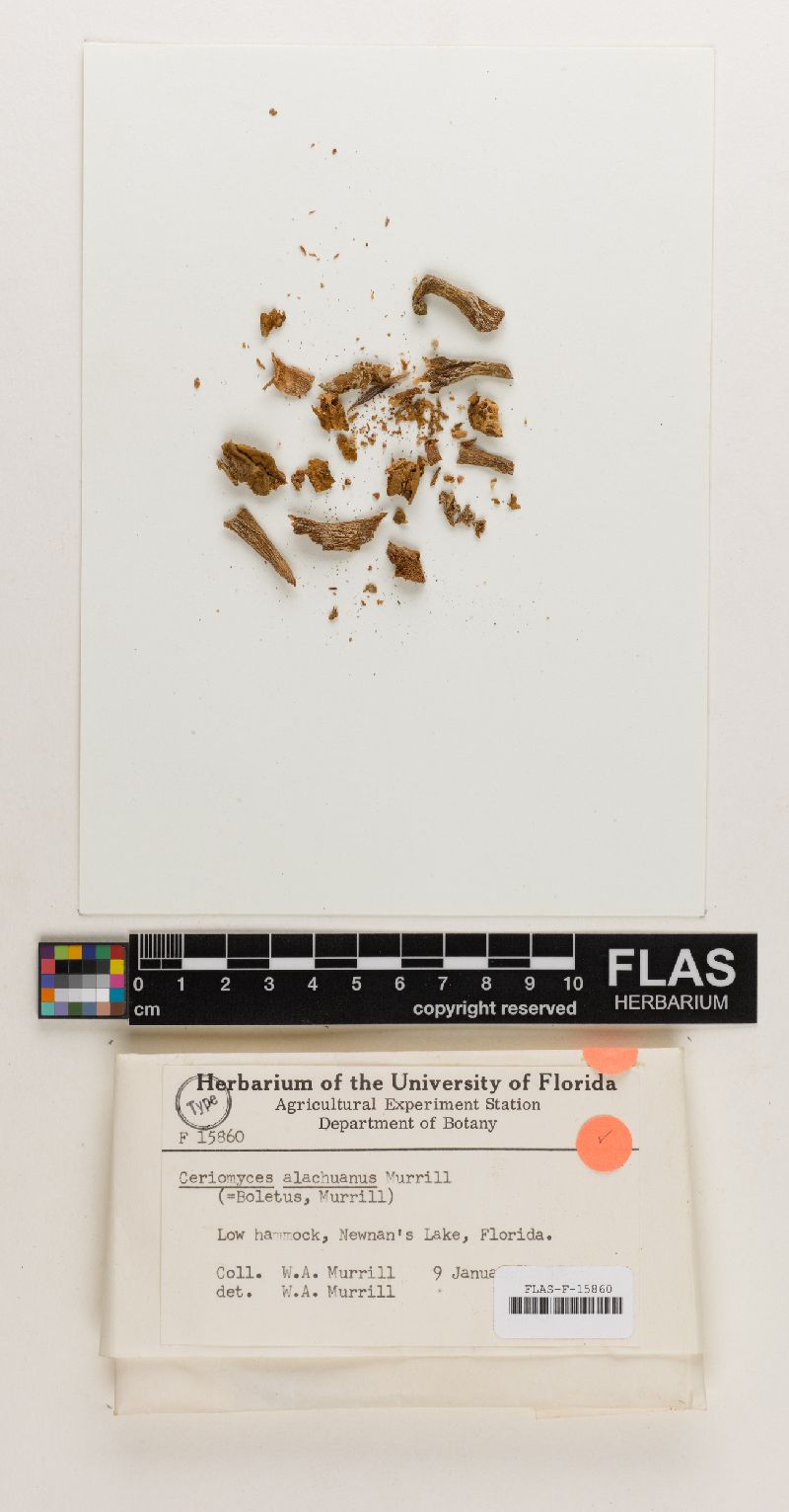 Ceriomyces alachuanus image