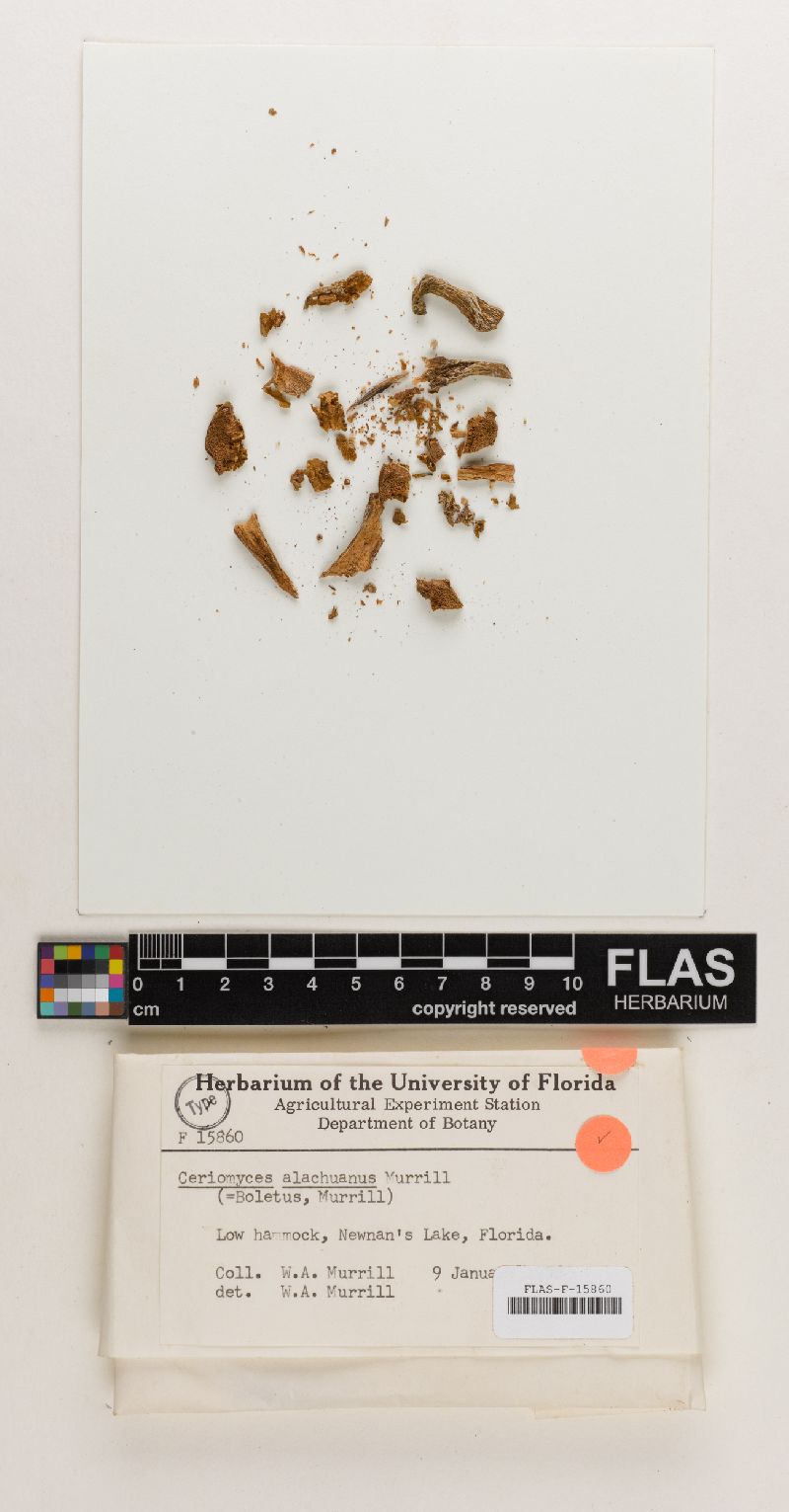 Ceriomyces alachuanus image