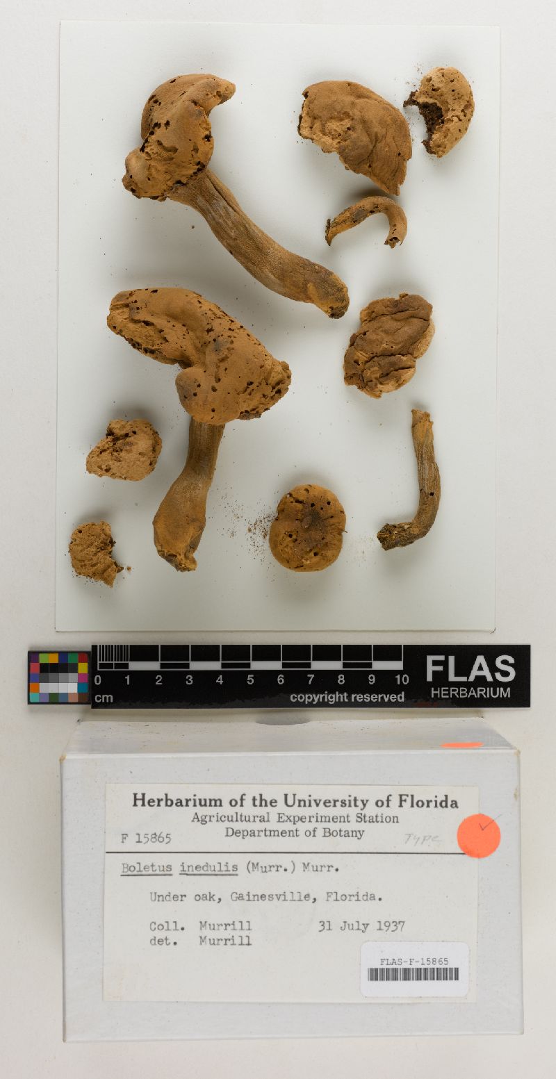 Ceriomyces inedulis image