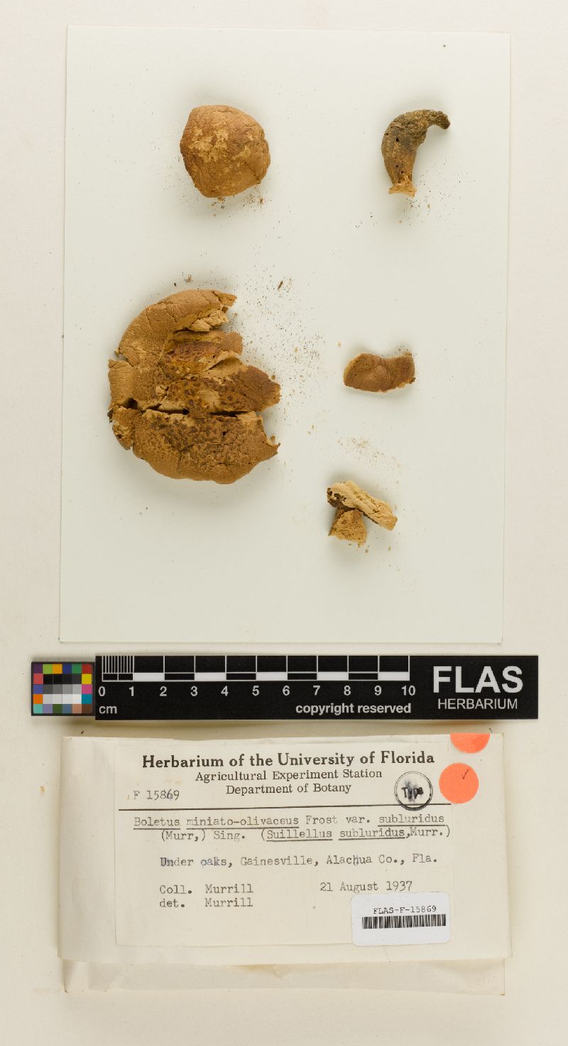 Boletus miniato-olivaceus var. subluridus image