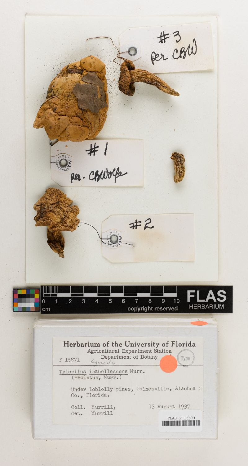Tylopilus isabellescens image