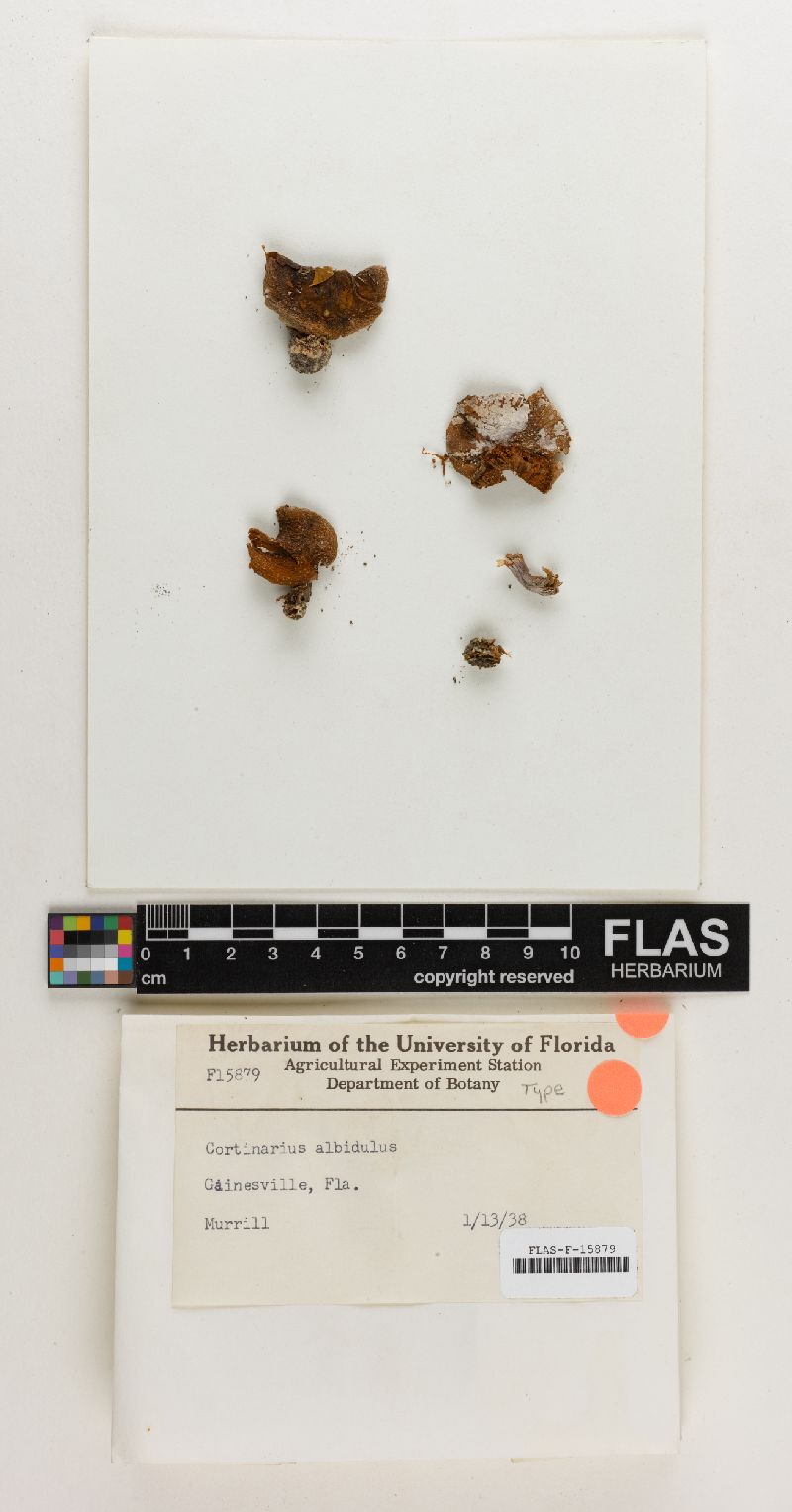 Cortinarius albidulus image