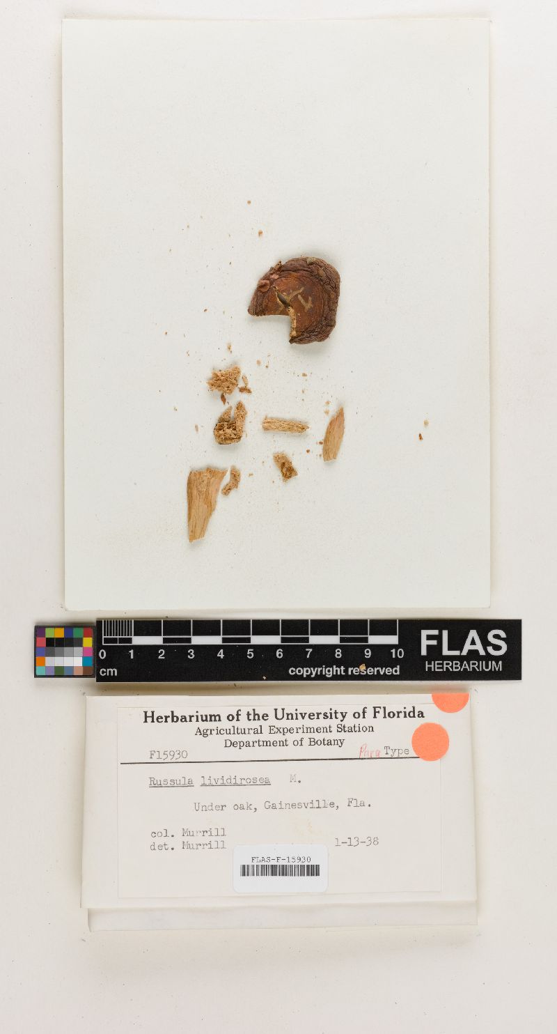 Russula lividirosea image