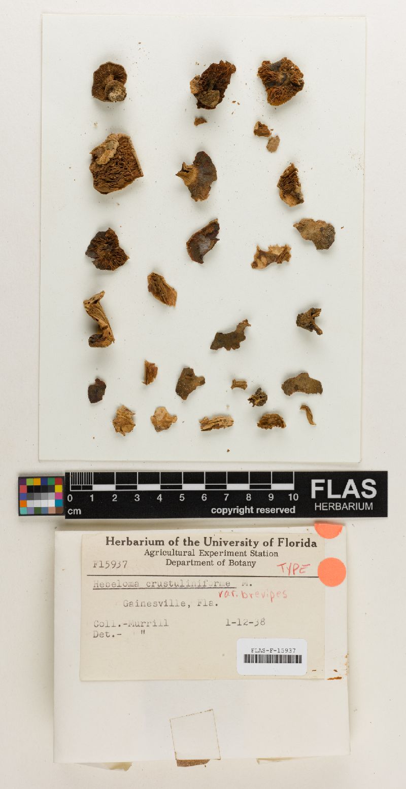 Hebeloma crustuliniforme var. brevipes image