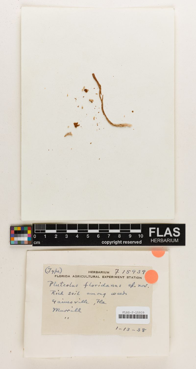 Pluteolus floridanus image