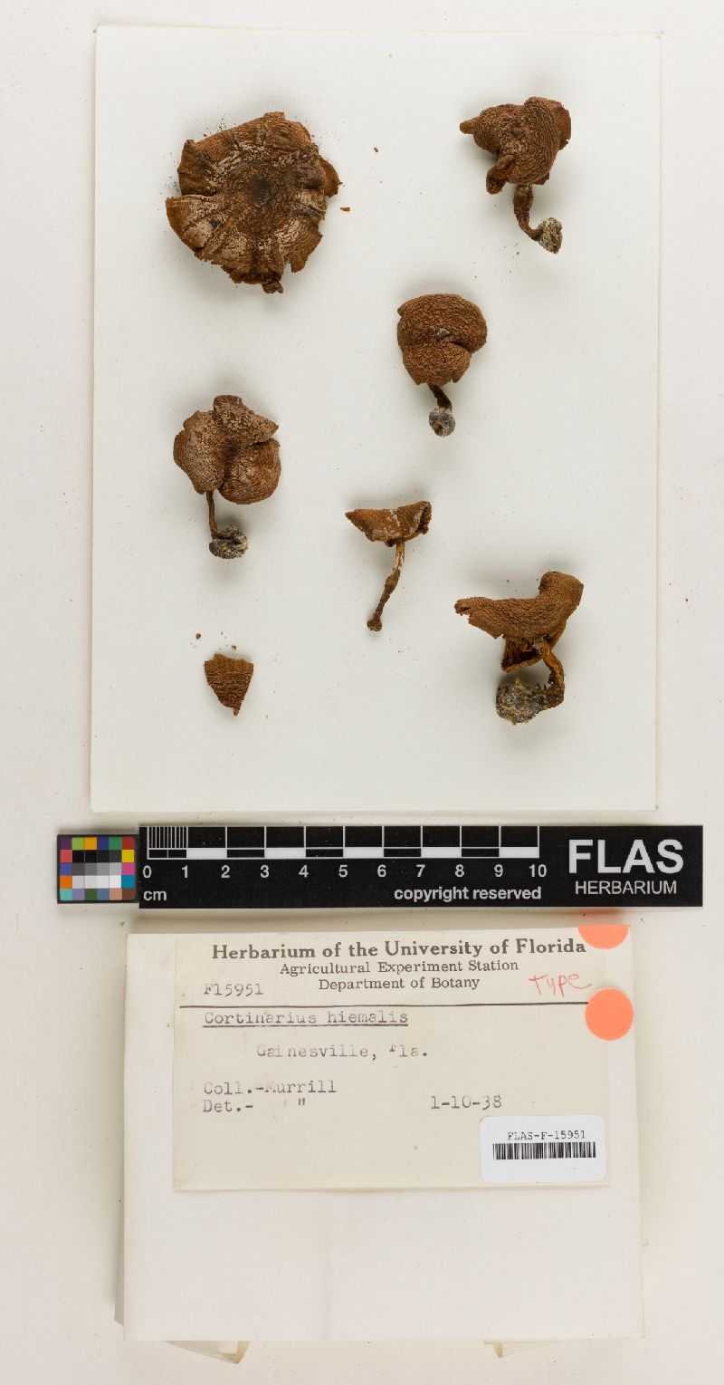 Cortinarius hiemalis image