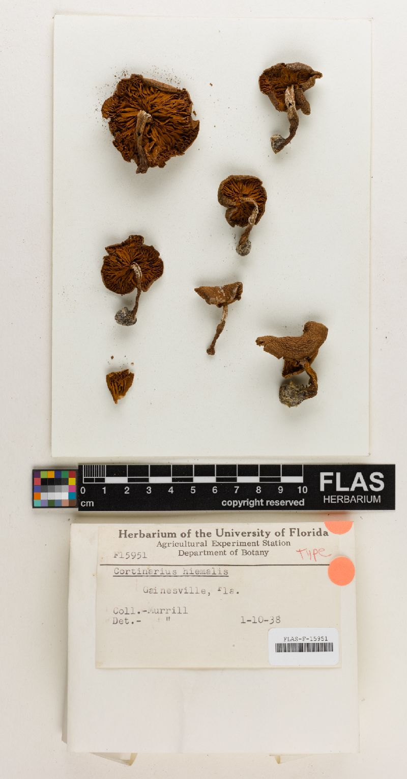 Cortinarius hiemalis image