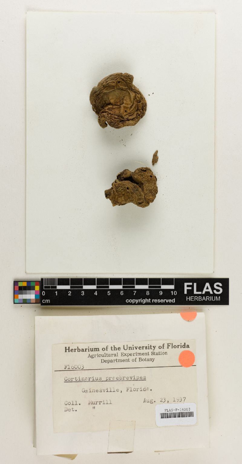 Cortinarius praebrevipes image