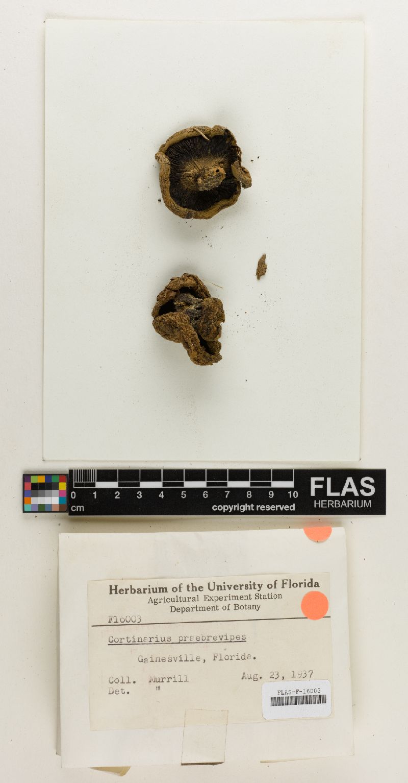 Cortinarius praebrevipes image