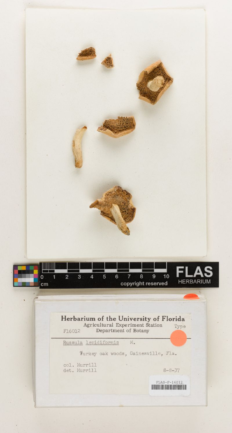 Russula lepidiformis image