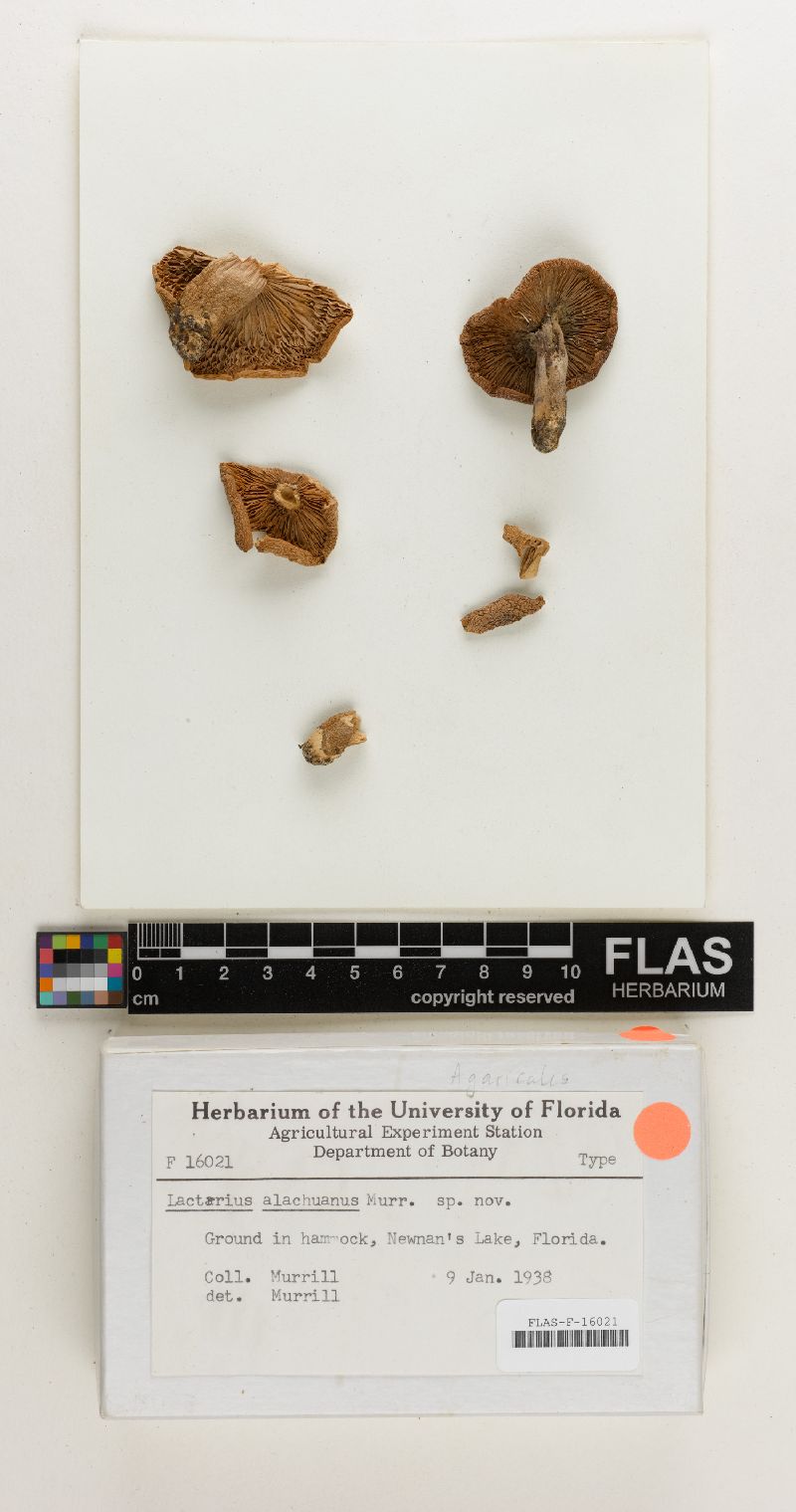 Lactarius alachuanus image