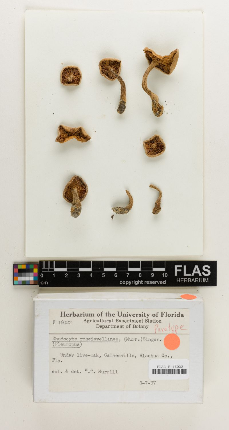 Rhodocybe roseoavellanea image