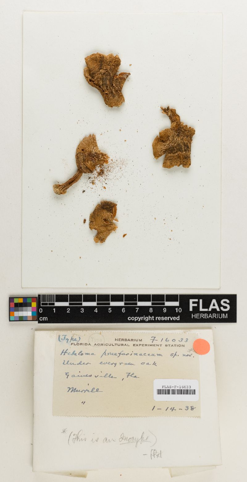 Hebeloma praefarinaceum image