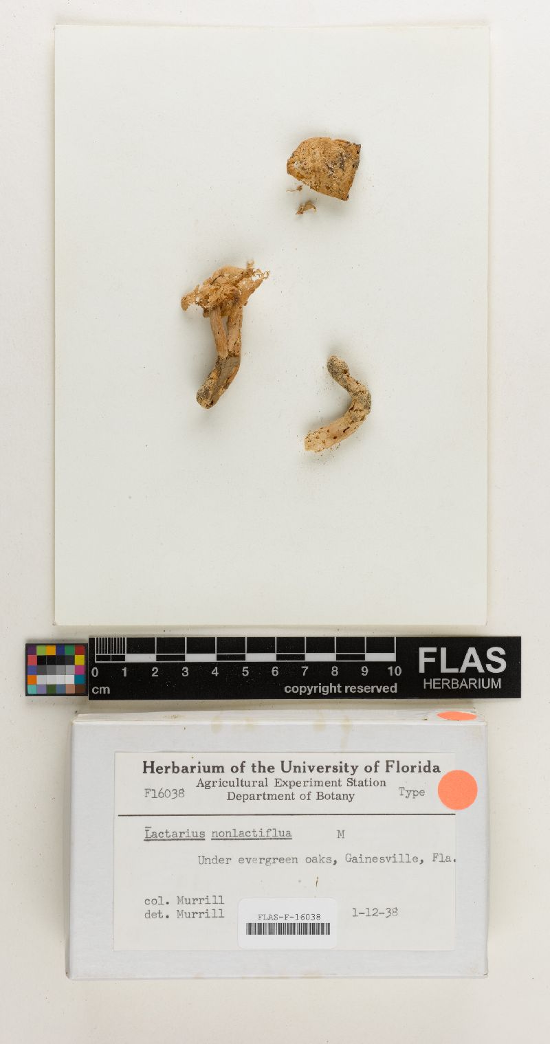 Lactarius nonlactifluus image